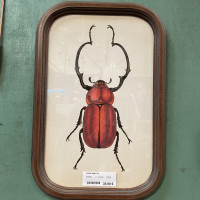 Cadre insecte 35€